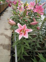 [1770 Medusa EVR No02.JPG]